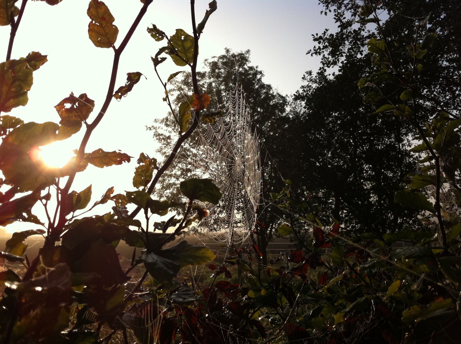 Apple iPhone 4 sample photo. Cobweb, garden, web photography
