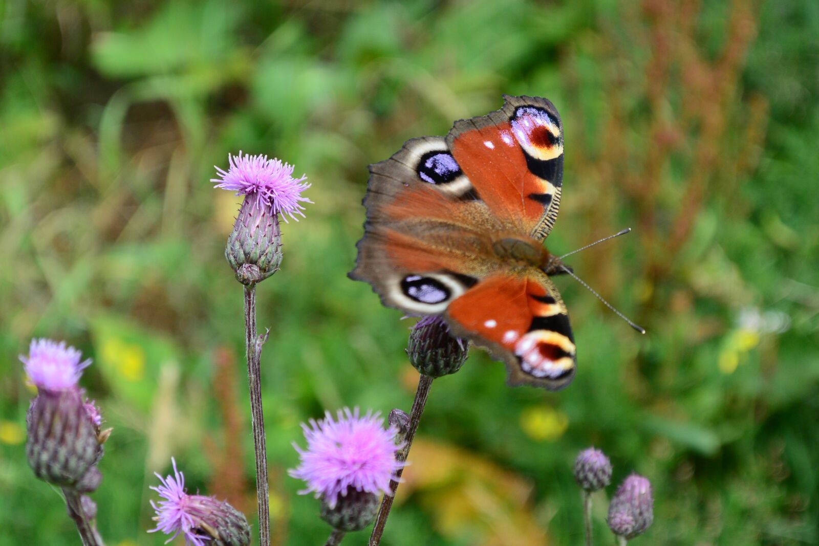 Nikon 1 J3 sample photo. Butterfly, flower, thistle photography