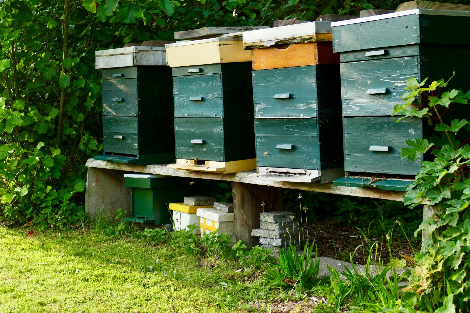 Panasonic Lumix DMC-FZ1000 sample photo. Bees, hive, honey photography