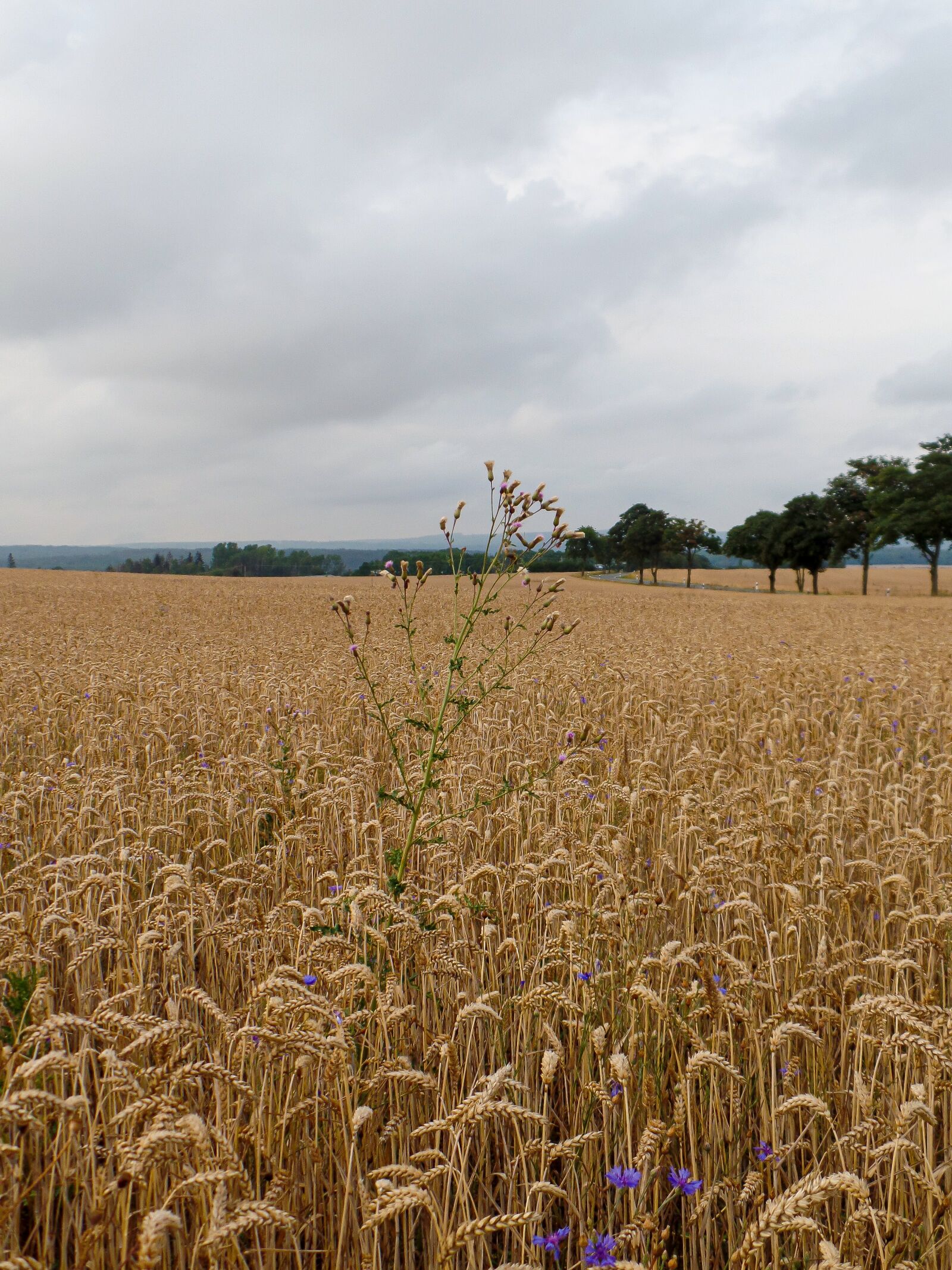 Samsung WB350F/WB351F/WB352F sample photo. Meadow, field, nature photography