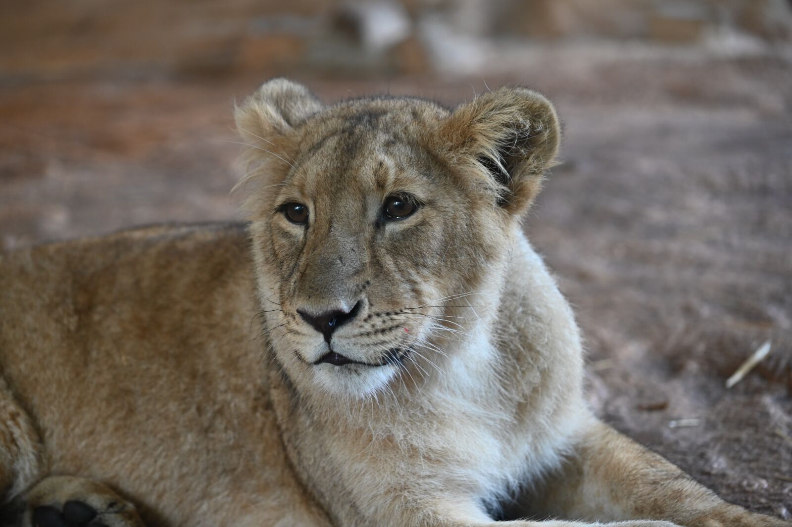 Nikon Z6 sample photo. Lioness, cub, zoo photography