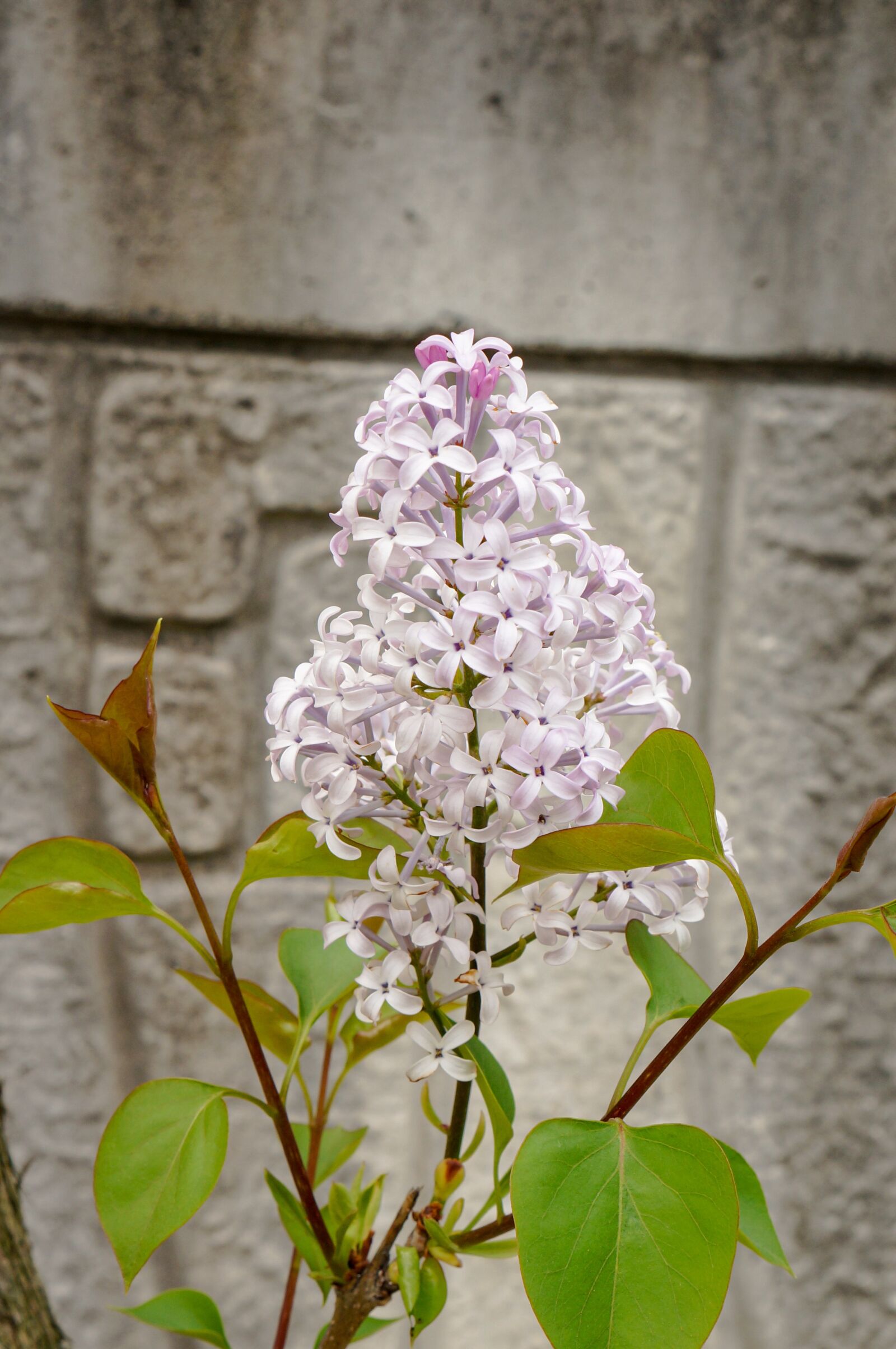 Sony E 35mm F1.8 OSS sample photo. Flower, purple, purpleflower photography