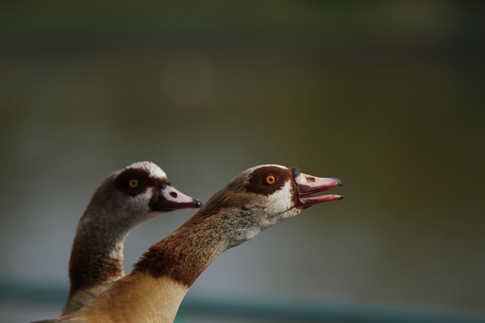 Canon EOS 7D Mark II sample photo. Animals, gees, egyptian goose photography
