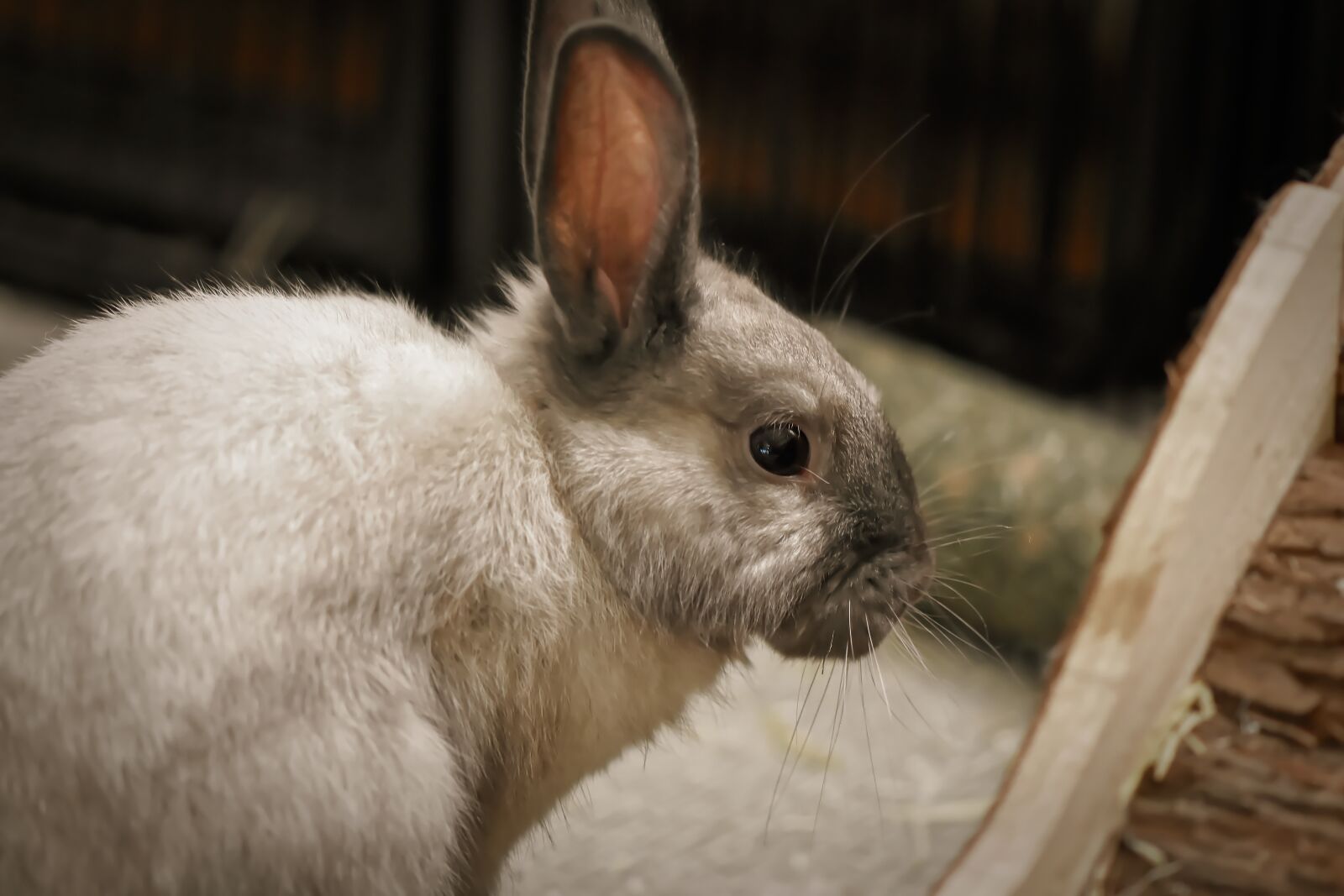 Nikon D7200 sample photo. Dwarf rabbit, color dwarf photography