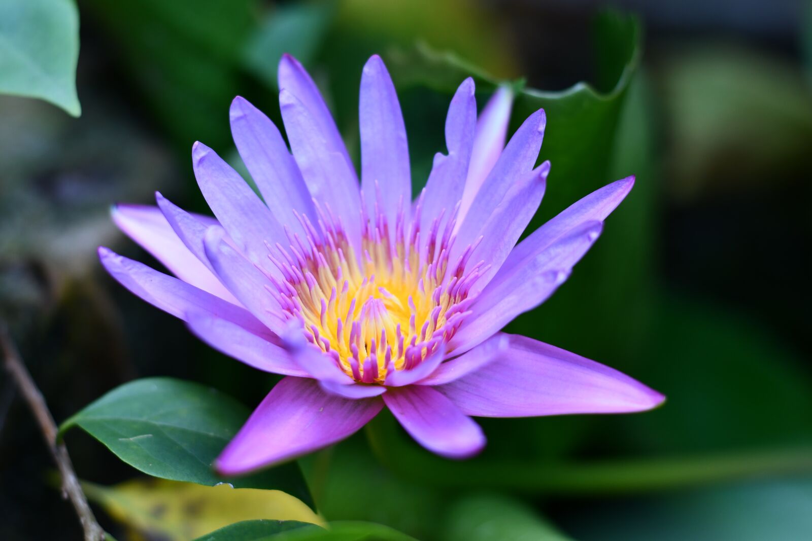 Nikon D7500 sample photo. Lotus, lilly, flower photography