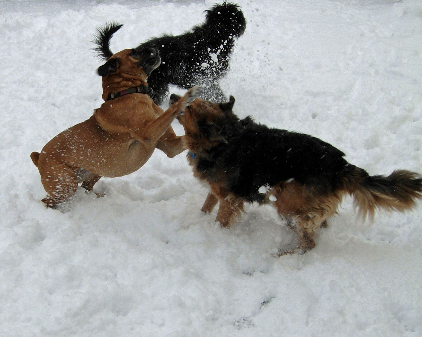 Nikon COOLPIX P4 sample photo. Dogs, play, snow photography