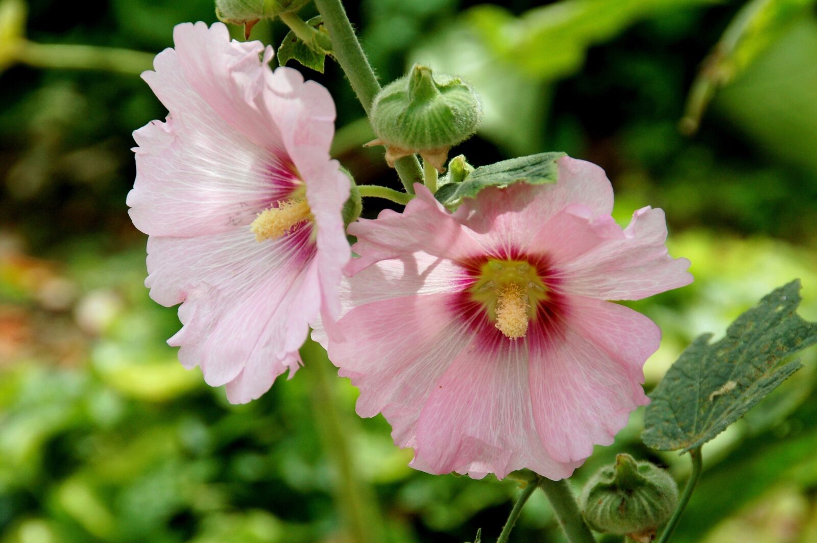 Nikon D50 sample photo. Hollyhock, pink, flower photography