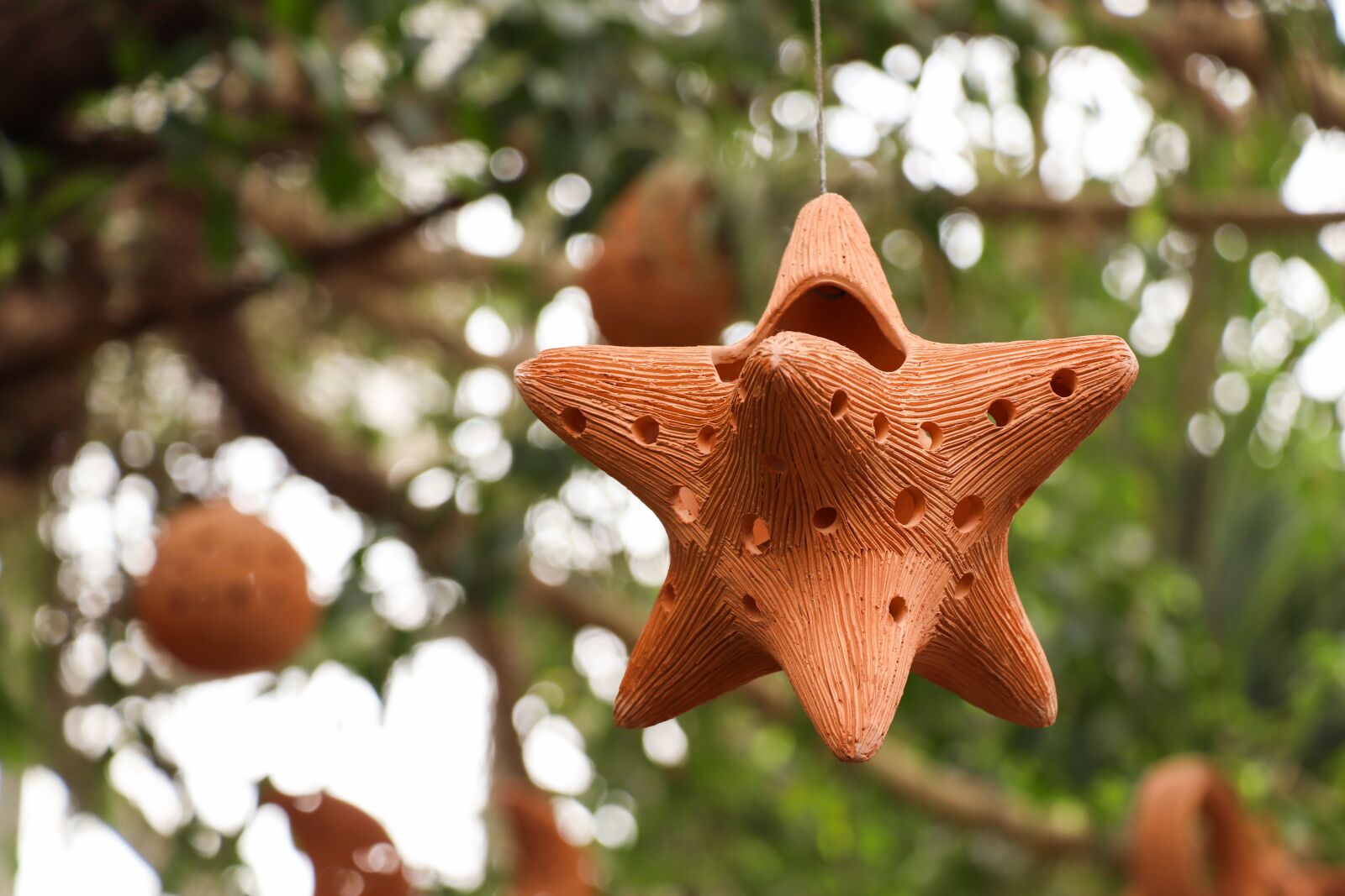 Canon EF-S 18-135mm F3.5-5.6 IS USM sample photo. Decoration, suspension, plant photography