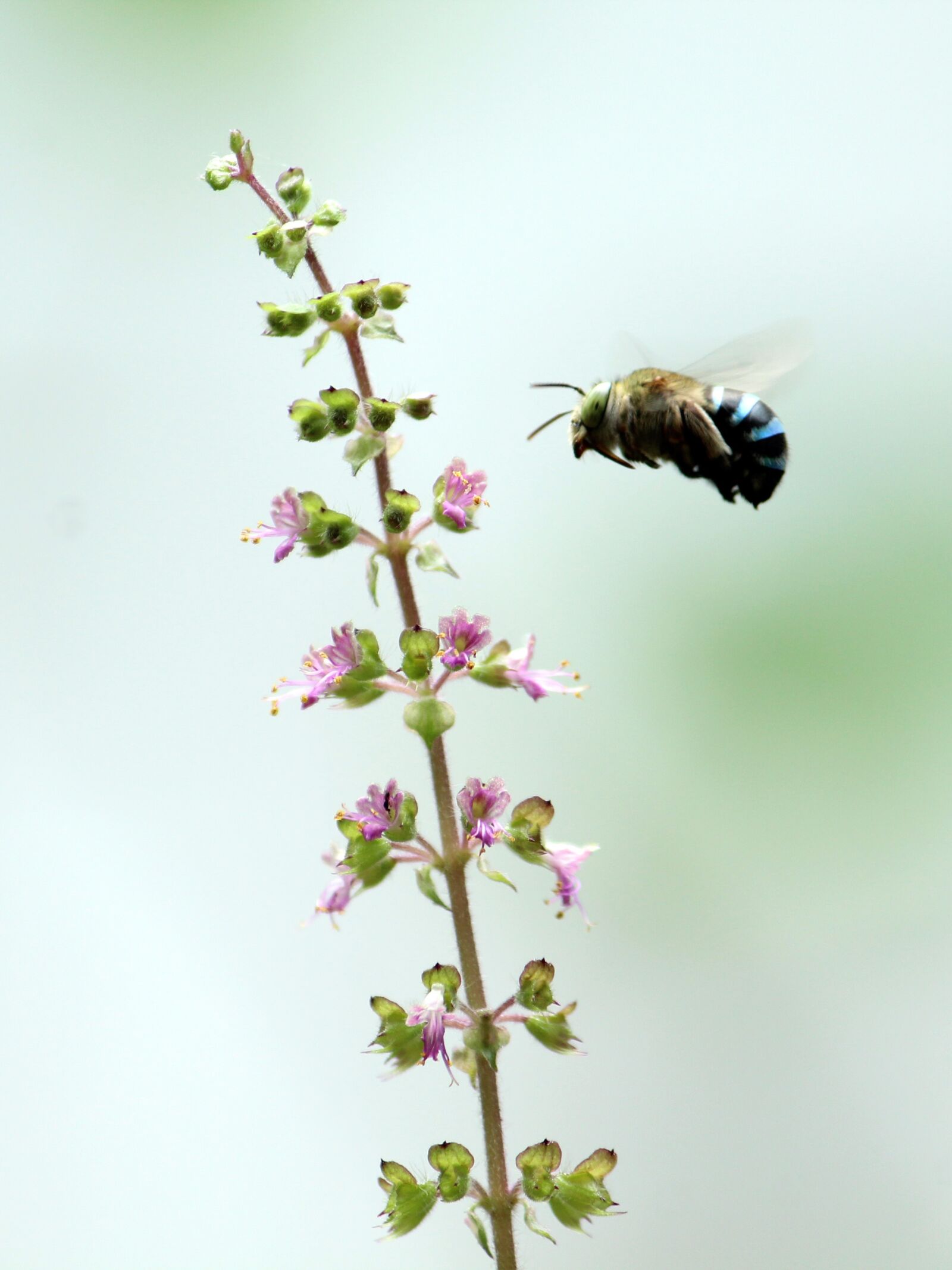 Canon EOS 1300D (EOS Rebel T6 / EOS Kiss X80) sample photo. Bee, blue, small photography