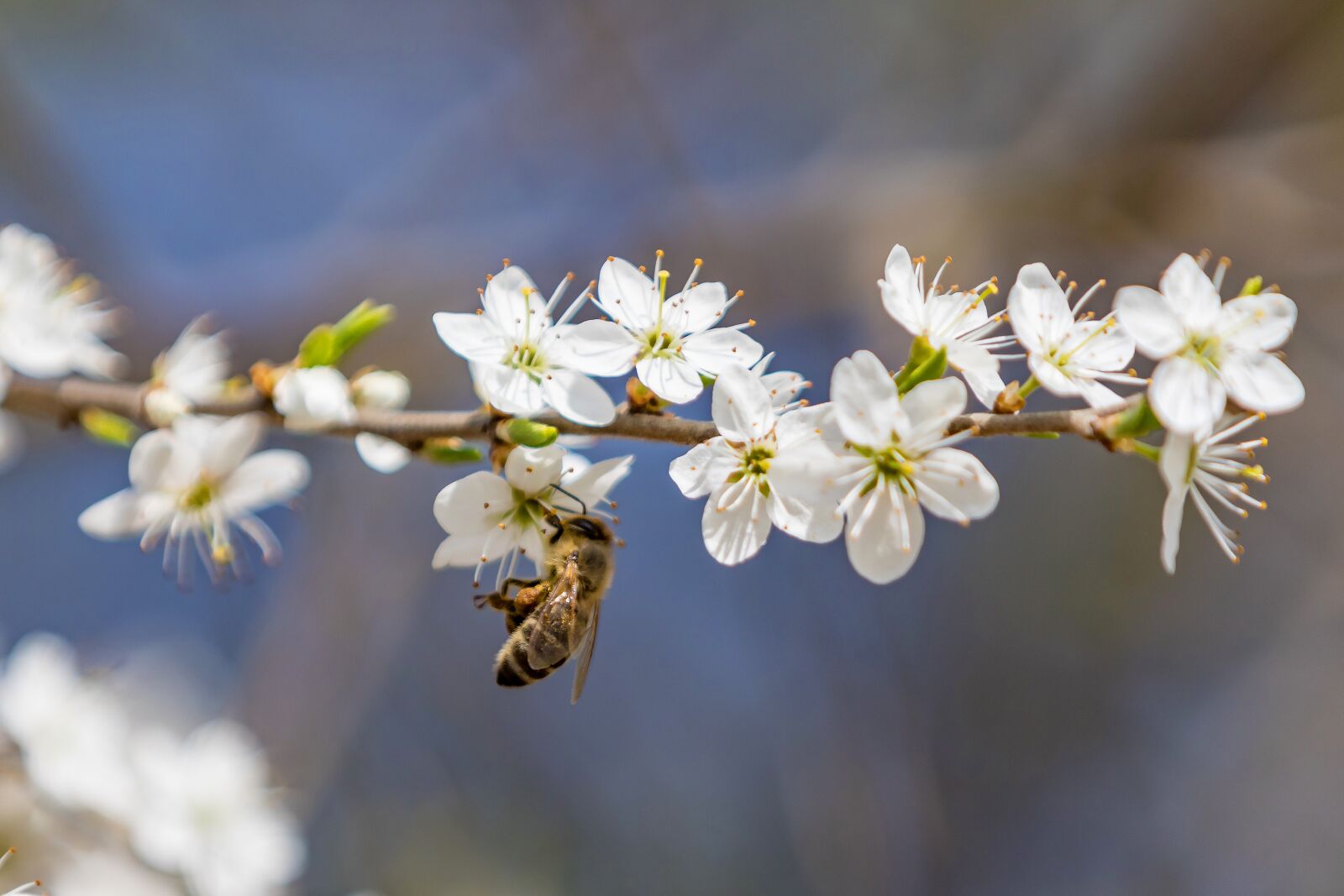 Canon EF 70-200mm F2.8L IS II USM sample photo. Spring, flowers, bee photography
