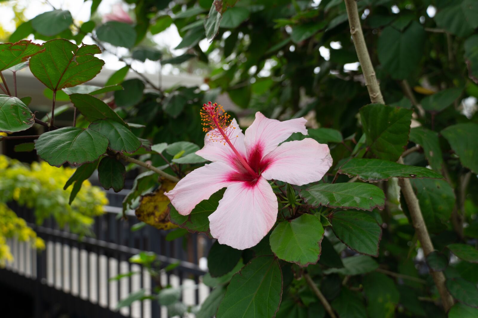 Sony Alpha a5000 (ILCE 5000) sample photo. Flower, pink, bridge photography