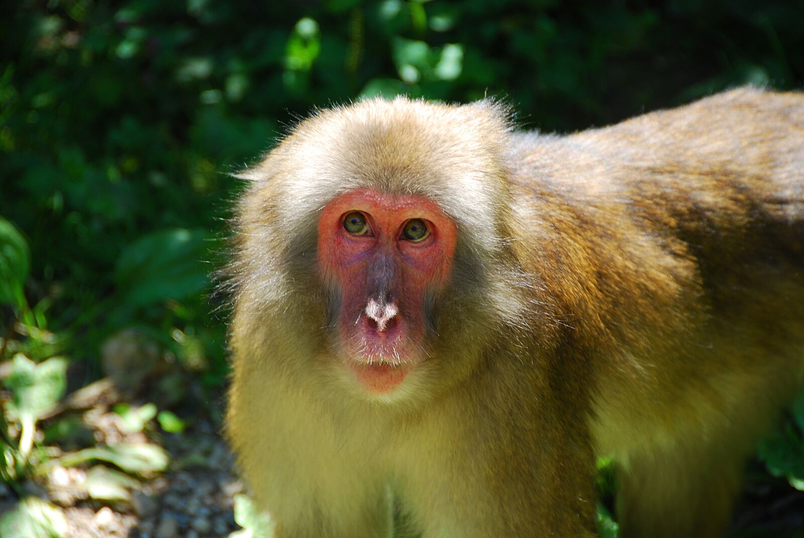 Nikon D80 sample photo. Makake, monkey, primate photography