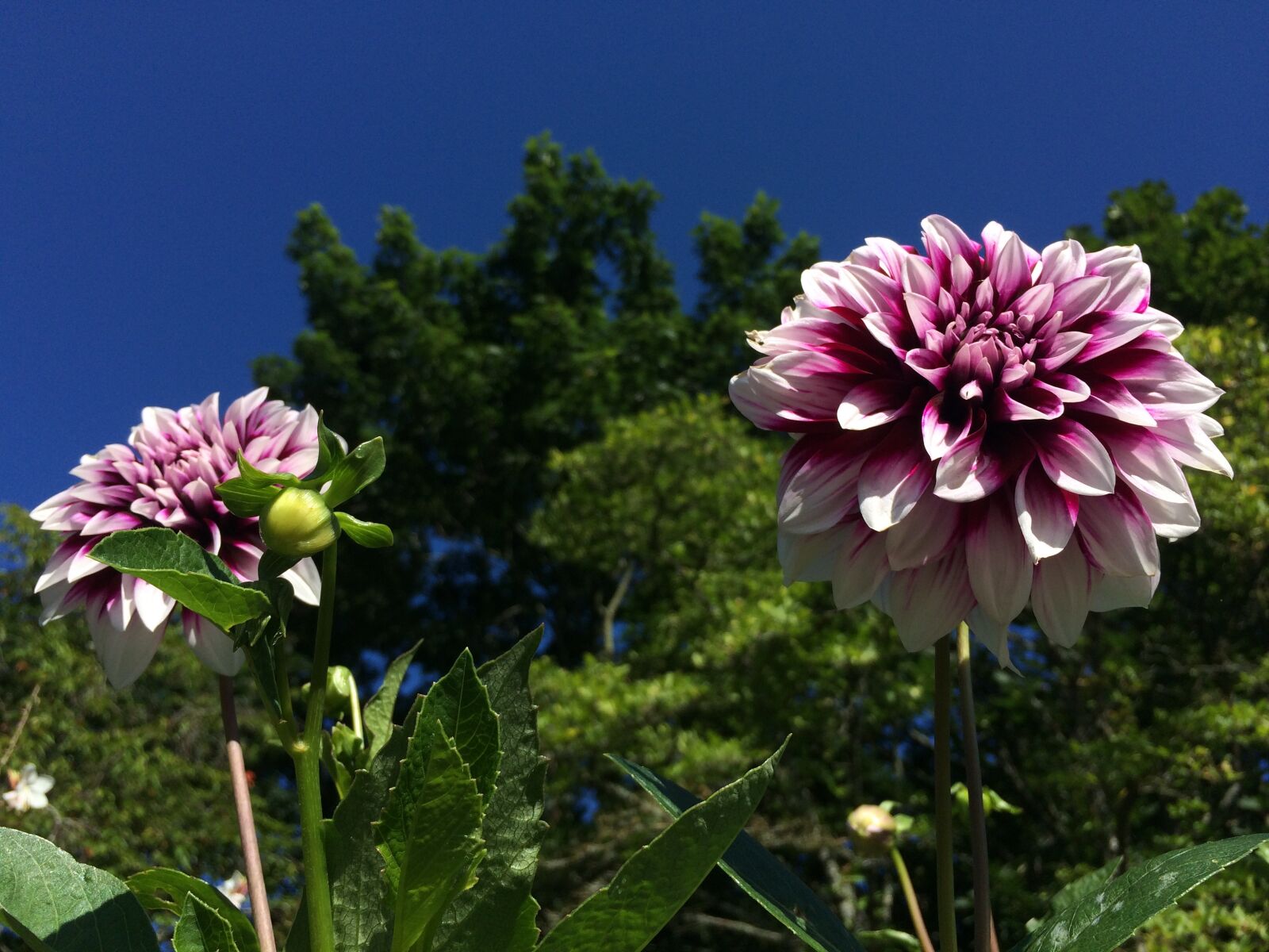 iPhone 5s back camera 4.15mm f/2.2 sample photo. Flower, sky, deep pink photography