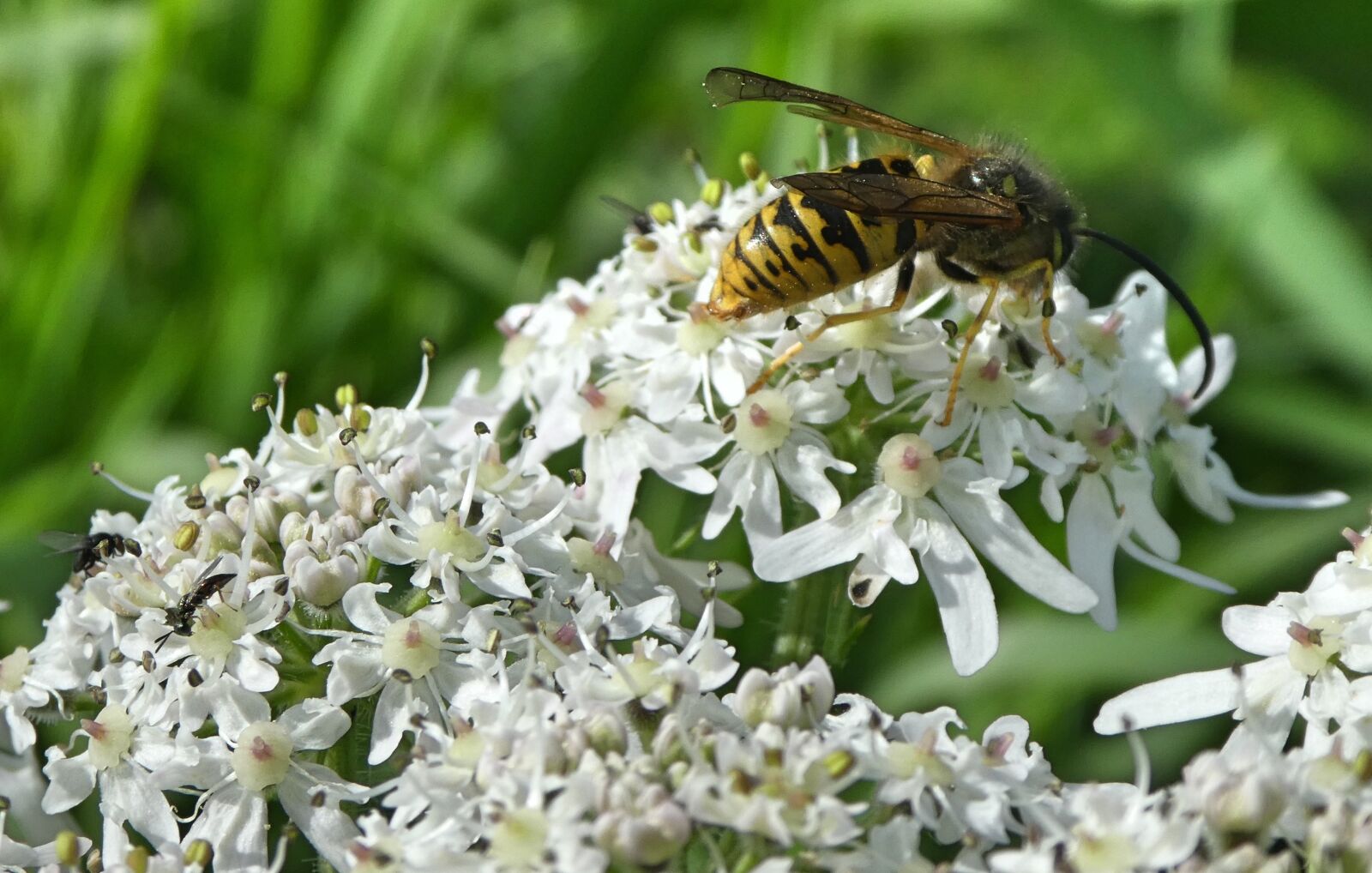 Panasonic Lumix DMC-ZS60 (Lumix DMC-TZ80) sample photo. Wasp, nature, bug photography