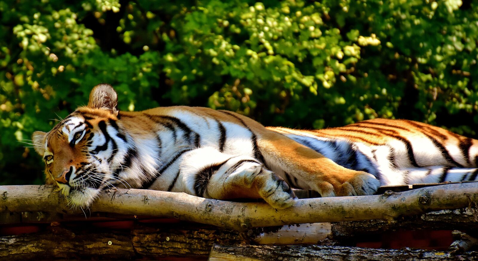 Nikon D7200 sample photo. Tiger, predator, fur photography