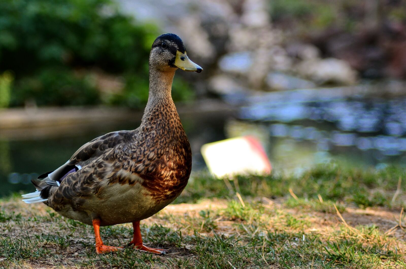 Nikon D3100 sample photo. Duck, zoo, beak photography