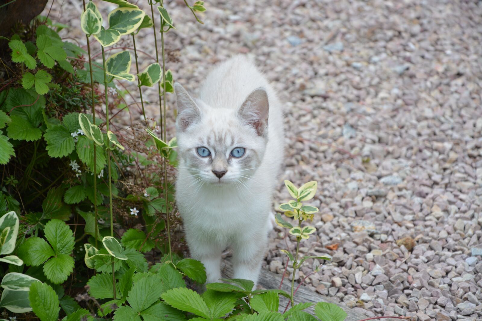 Nikon D5200 sample photo. Kitten, look, blue eyes photography