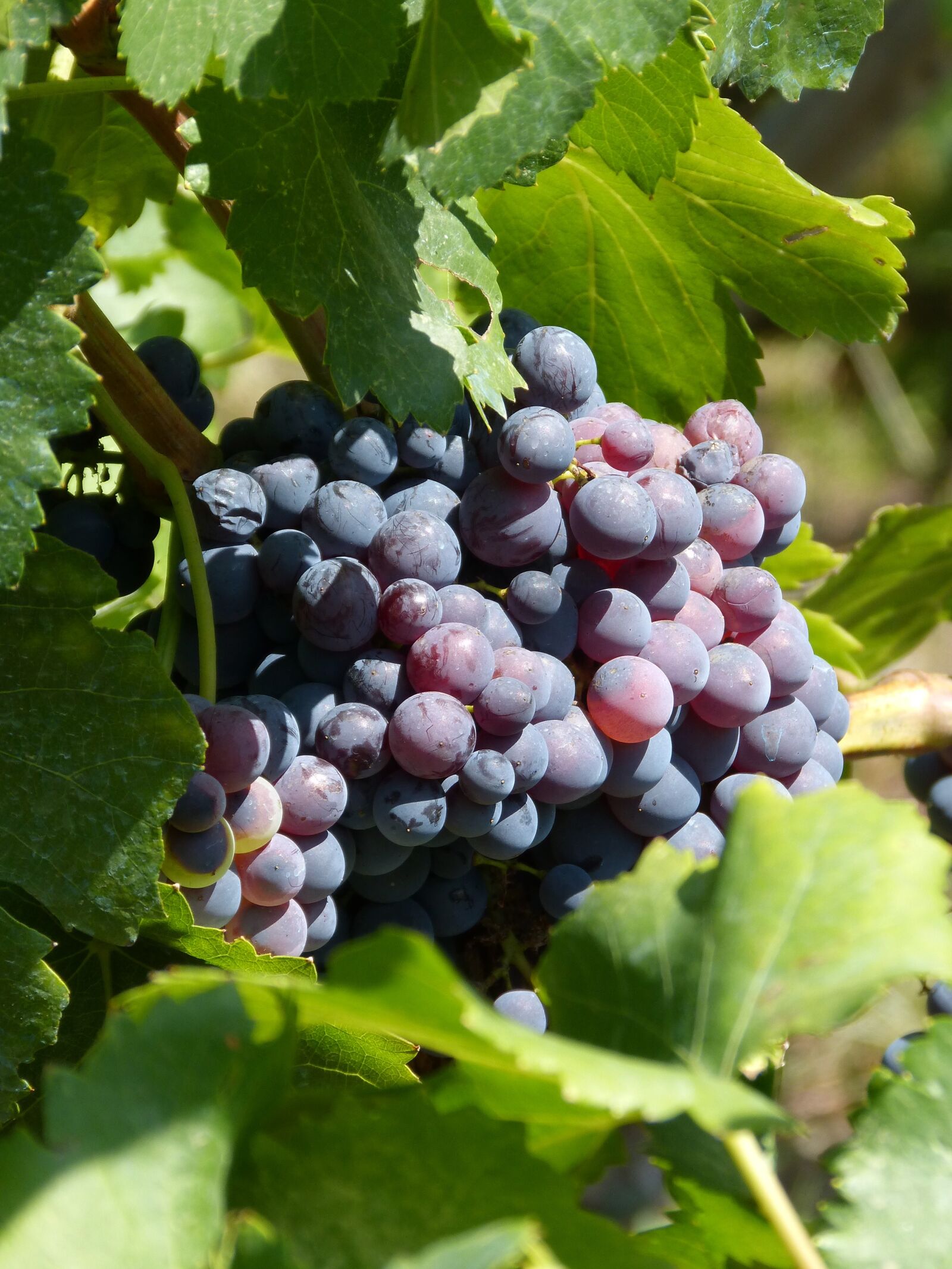 Panasonic DMC-FZ62 sample photo. Grapes, vineyard, vintage photography