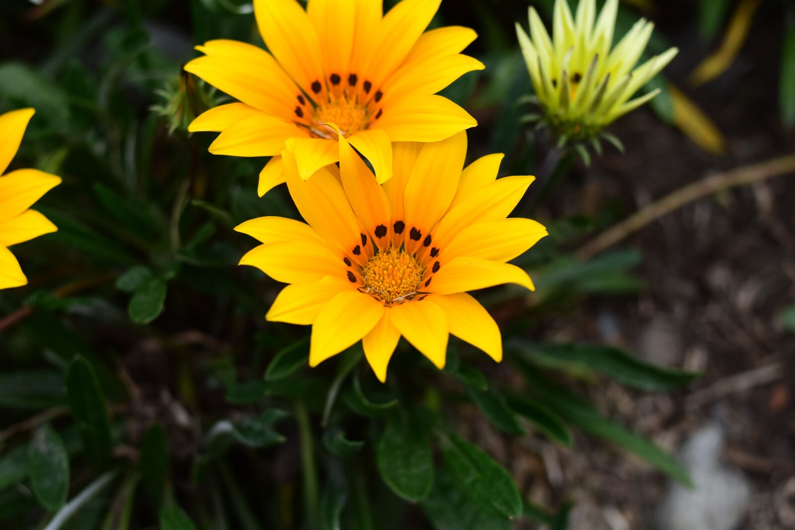 Nikon D3400 sample photo. Nature, plant, flower photography