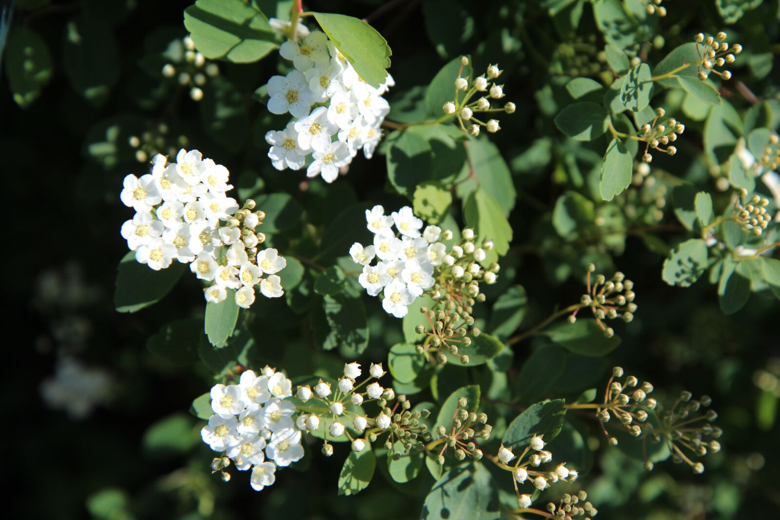 Canon EOS 600D (Rebel EOS T3i / EOS Kiss X5) sample photo. Meadowsweet, meadowsweet japan, meadowsweet photography