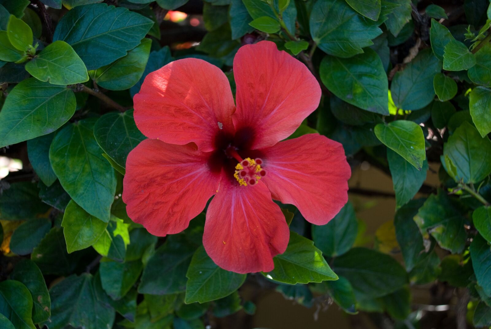 Nikon D80 sample photo. Hibiscus, flower, red photography