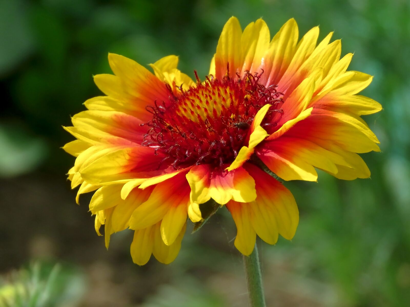 Canon PowerShot SX60 HS sample photo. Gaillardia, flower, bright photography