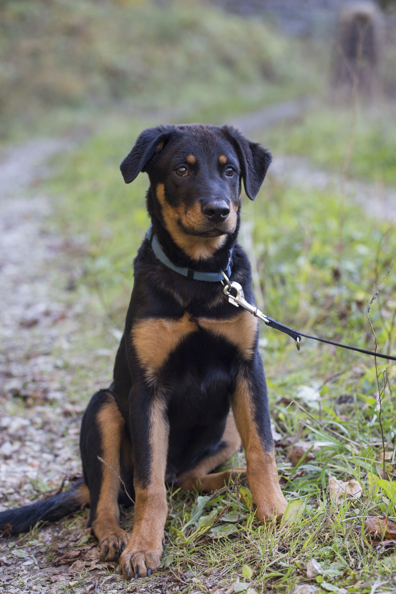 Canon EF 100mm F2.8L Macro IS USM sample photo. Rottweiler, dog, pet photography