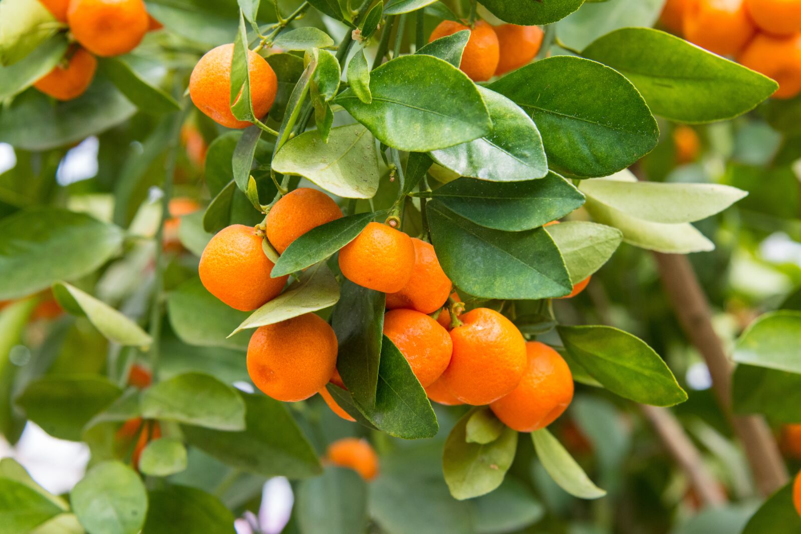 Nikon D800 sample photo. Oranges, fruits, citrus photography