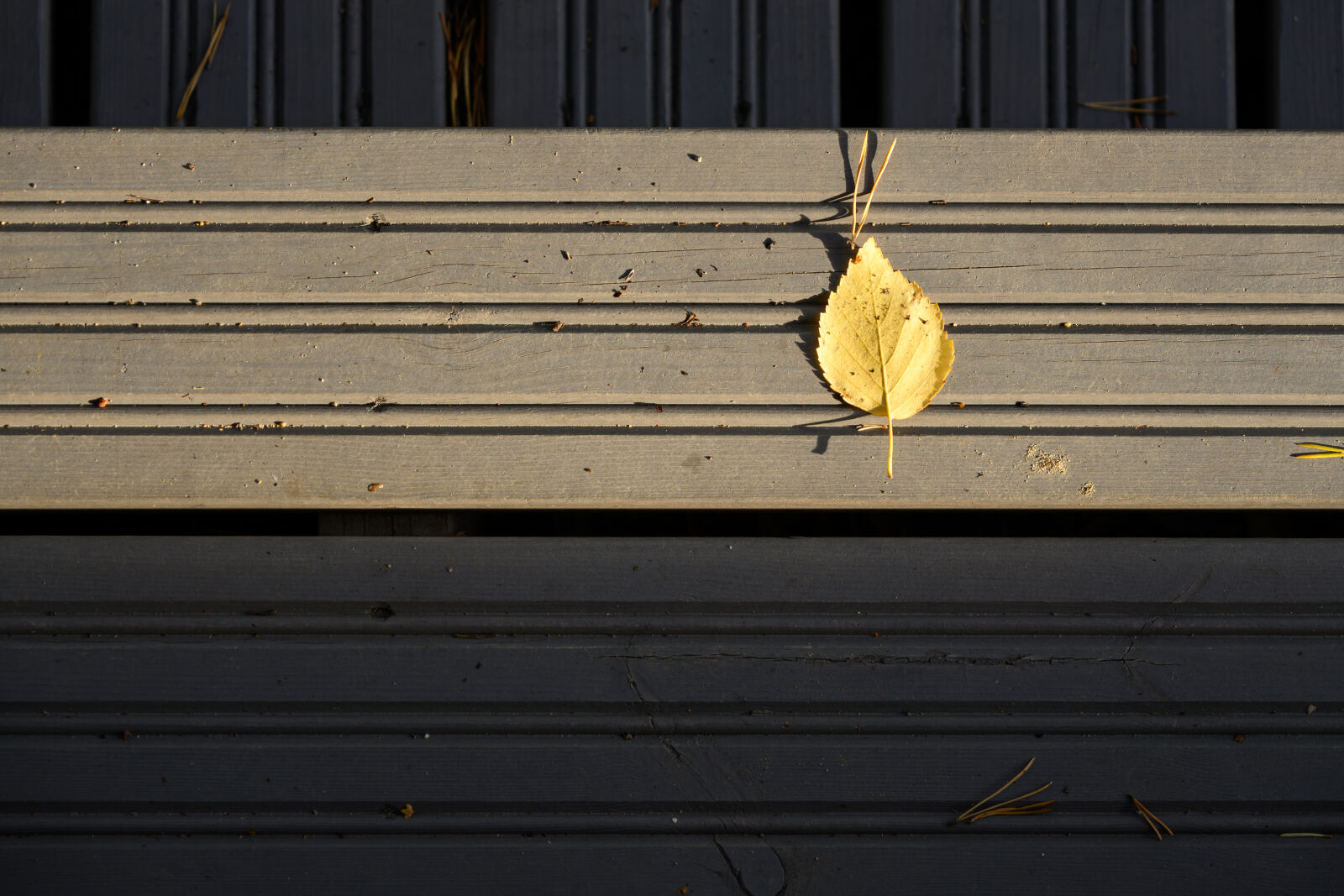 Nikon Z8 sample photo. Yellow leaf photography