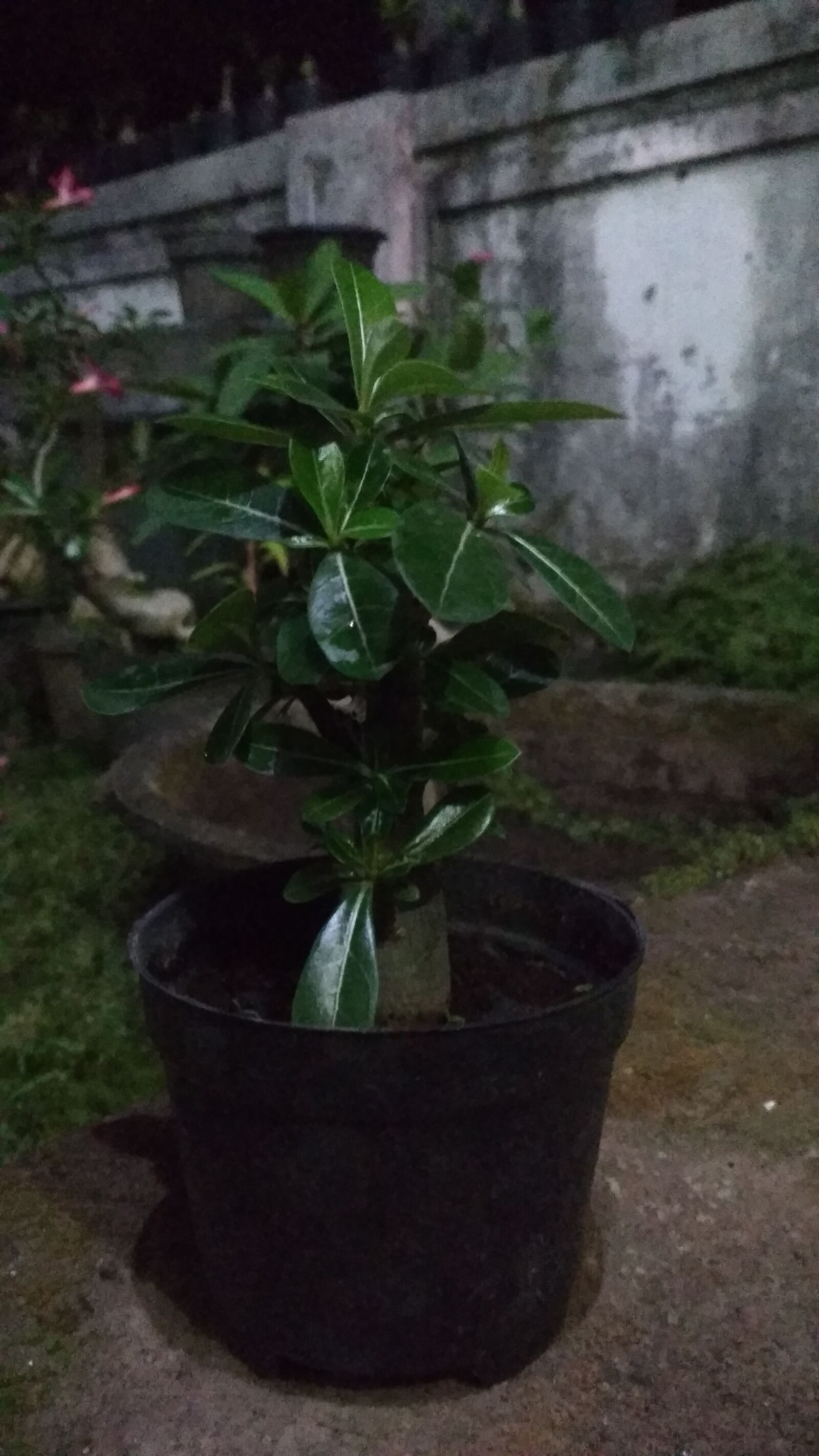 Xiaomi Redmi 4X sample photo. Camboja, flower, minicamboja photography