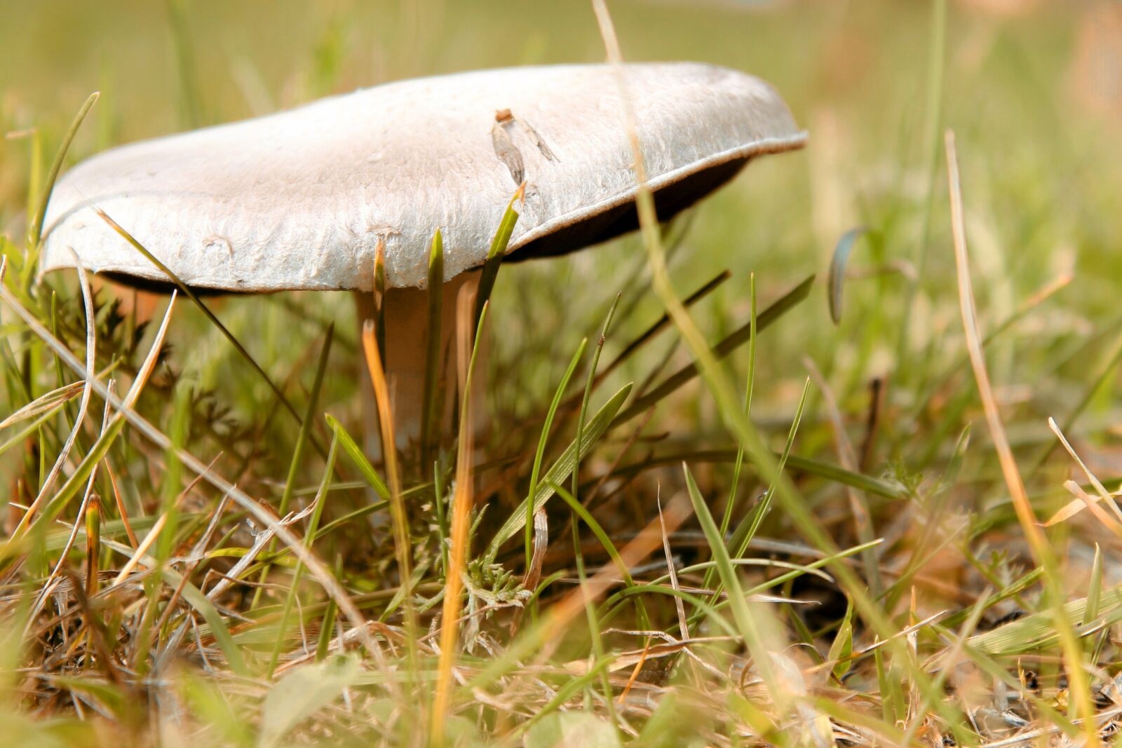 Canon EOS 1100D (EOS Rebel T3 / EOS Kiss X50) sample photo. Mushroom, grass, macro photography