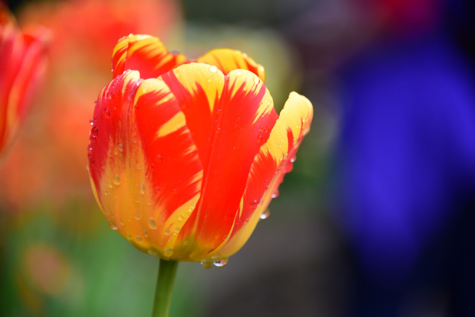 Nikon D750 sample photo. Tulip, garden, raindrop photography