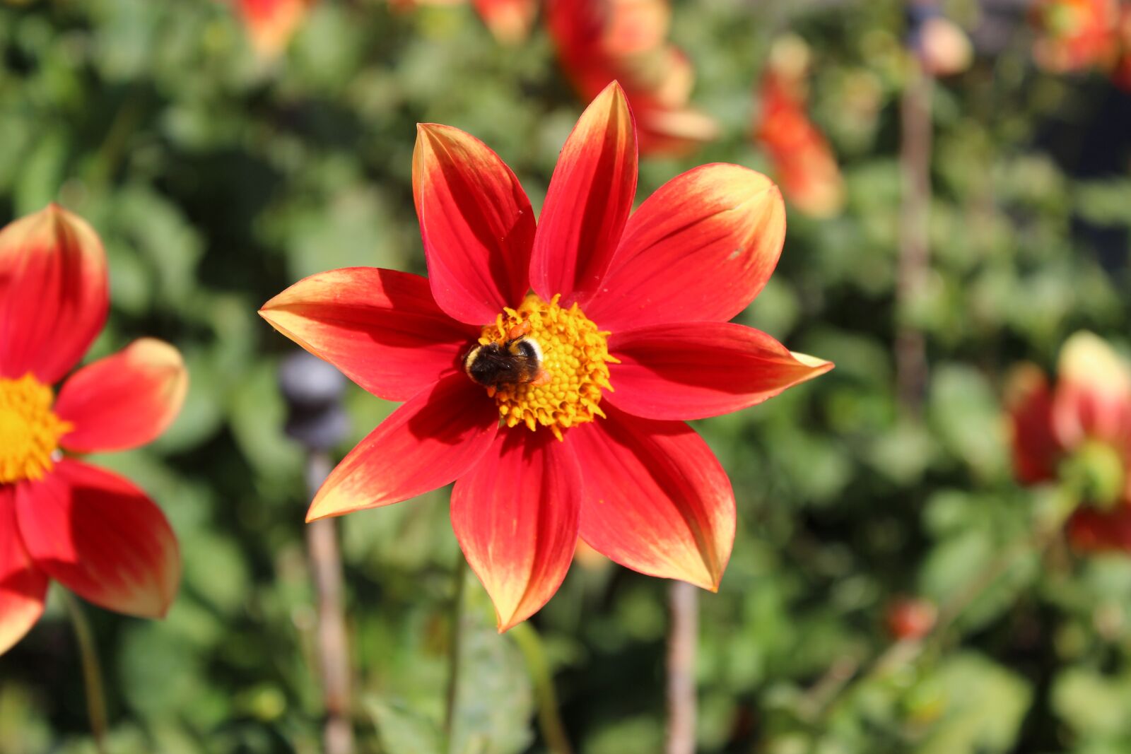 Canon EOS 600D (Rebel EOS T3i / EOS Kiss X5) sample photo. Mainau, lake constance, island photography