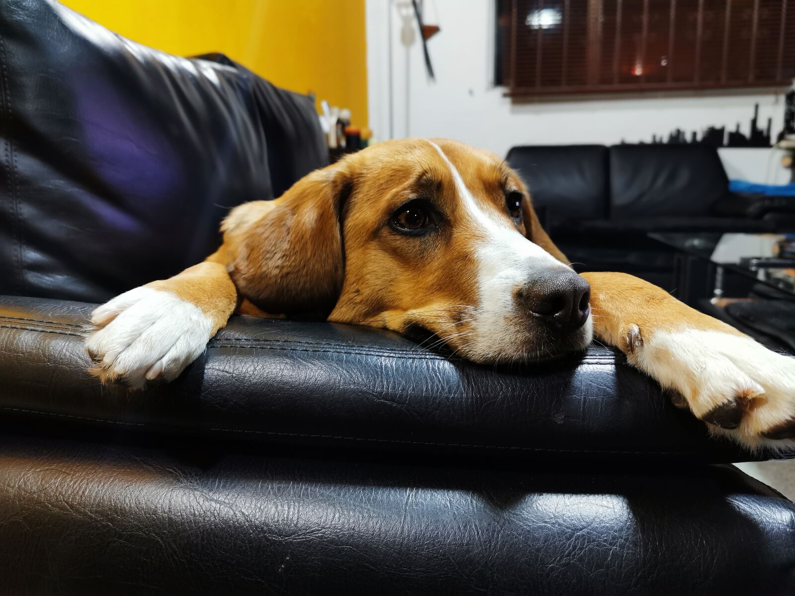 HUAWEI P30 Pro sample photo. Dog, sleeping, perros photography