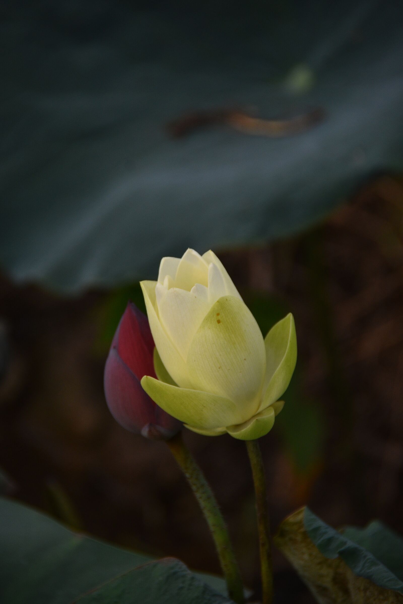 Nikon D7200 sample photo. Lotus flowers, red, dress photography