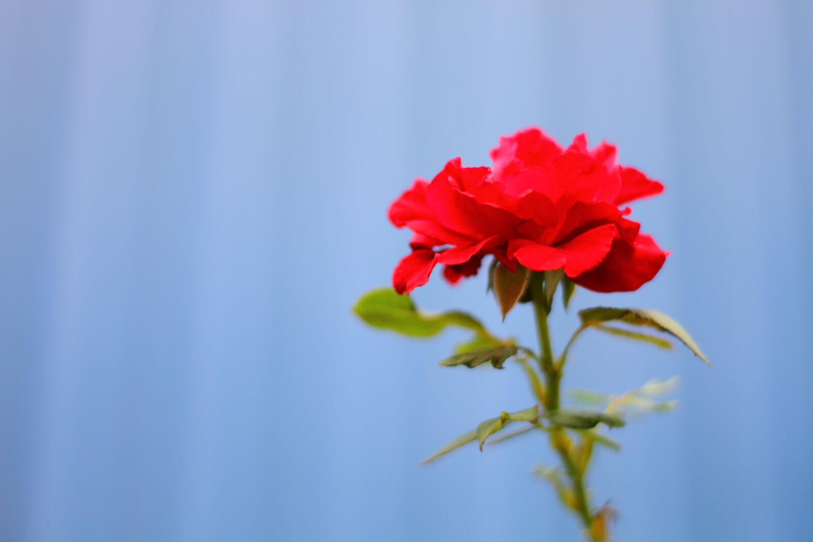 Canon EOS 7D sample photo