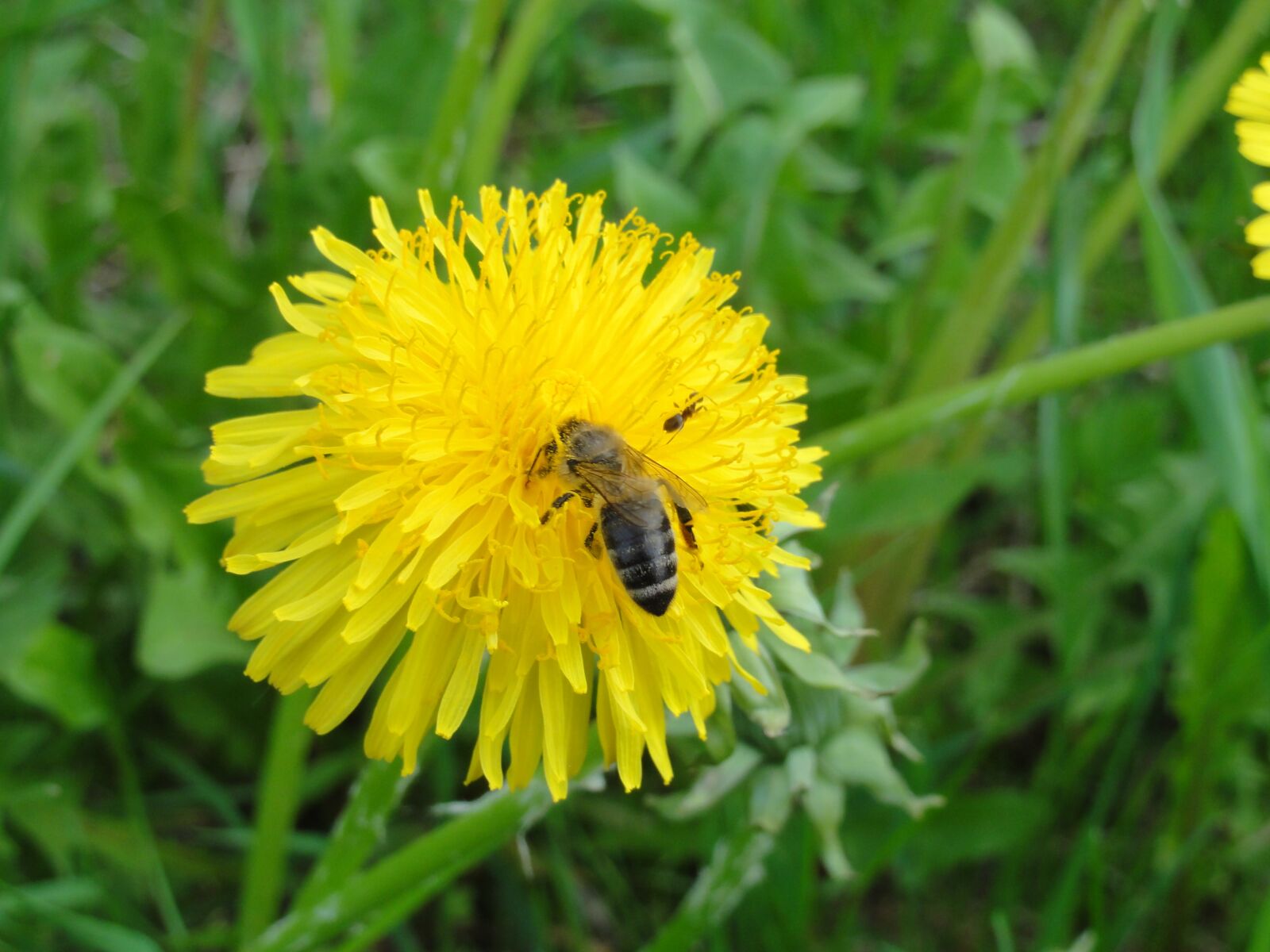 Sony DSC-HX5V sample photo. Dandelion, flower, nature photography