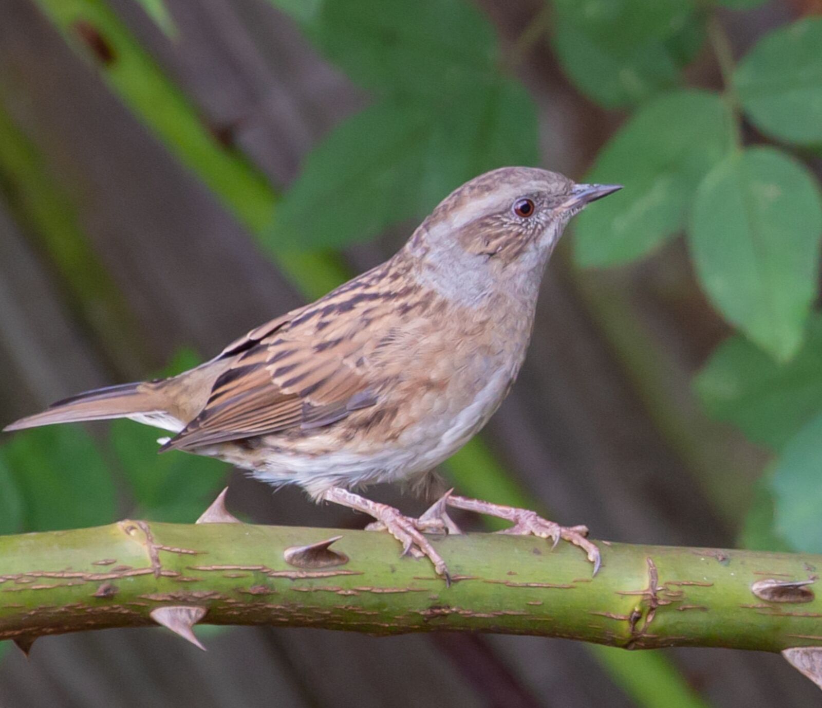 Canon EF 100-400mm F4.5-5.6L IS II USM sample photo. Dunnock on a branch photography