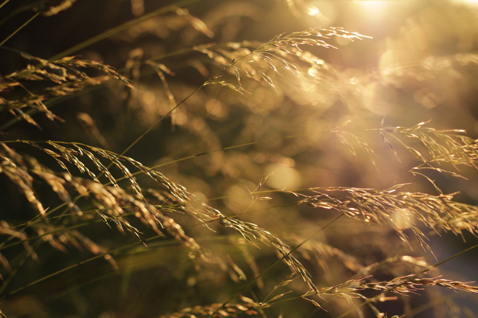 Canon EF 50mm F1.8 STM sample photo. Grass, against, golden sunset photography