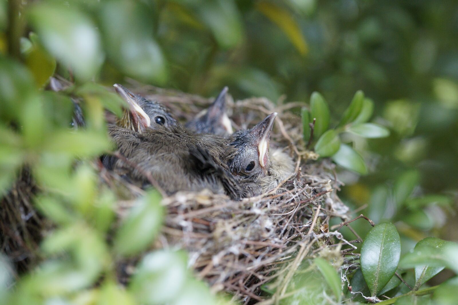 Sony SLT-A58 sample photo. Nest, bird, birds photography