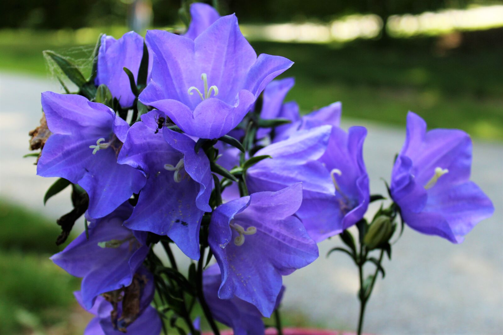 Canon EOS 1200D (EOS Rebel T5 / EOS Kiss X70 / EOS Hi) sample photo. Purple, flowers photography