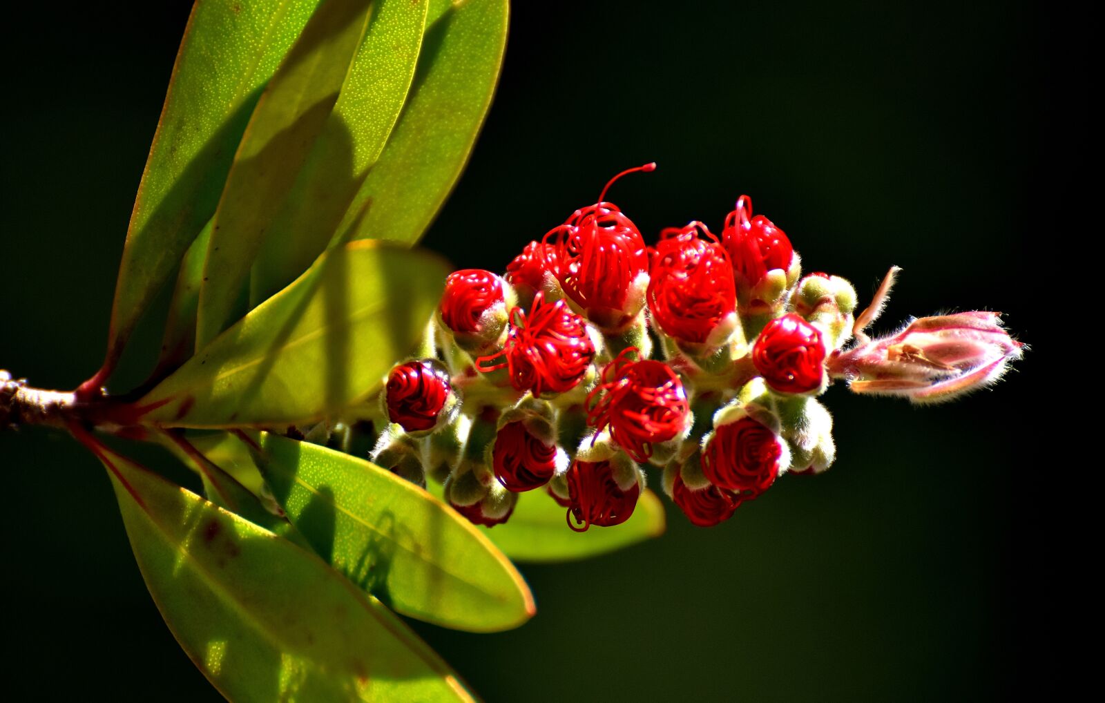 Nikon D7200 sample photo. Flower, red, lemon bottlebrush photography