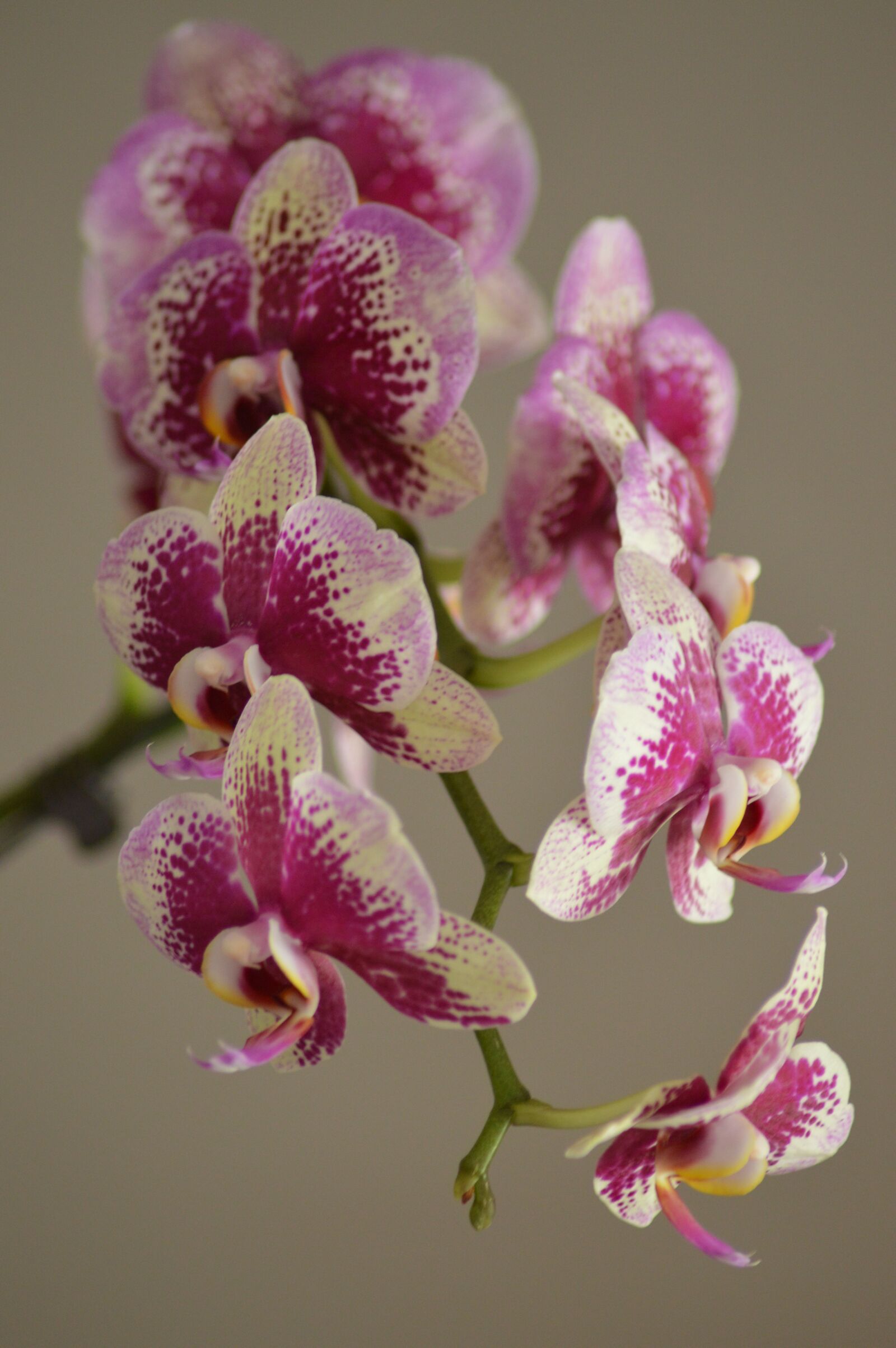 Nikon D3200 sample photo. Orchid, double, white photography