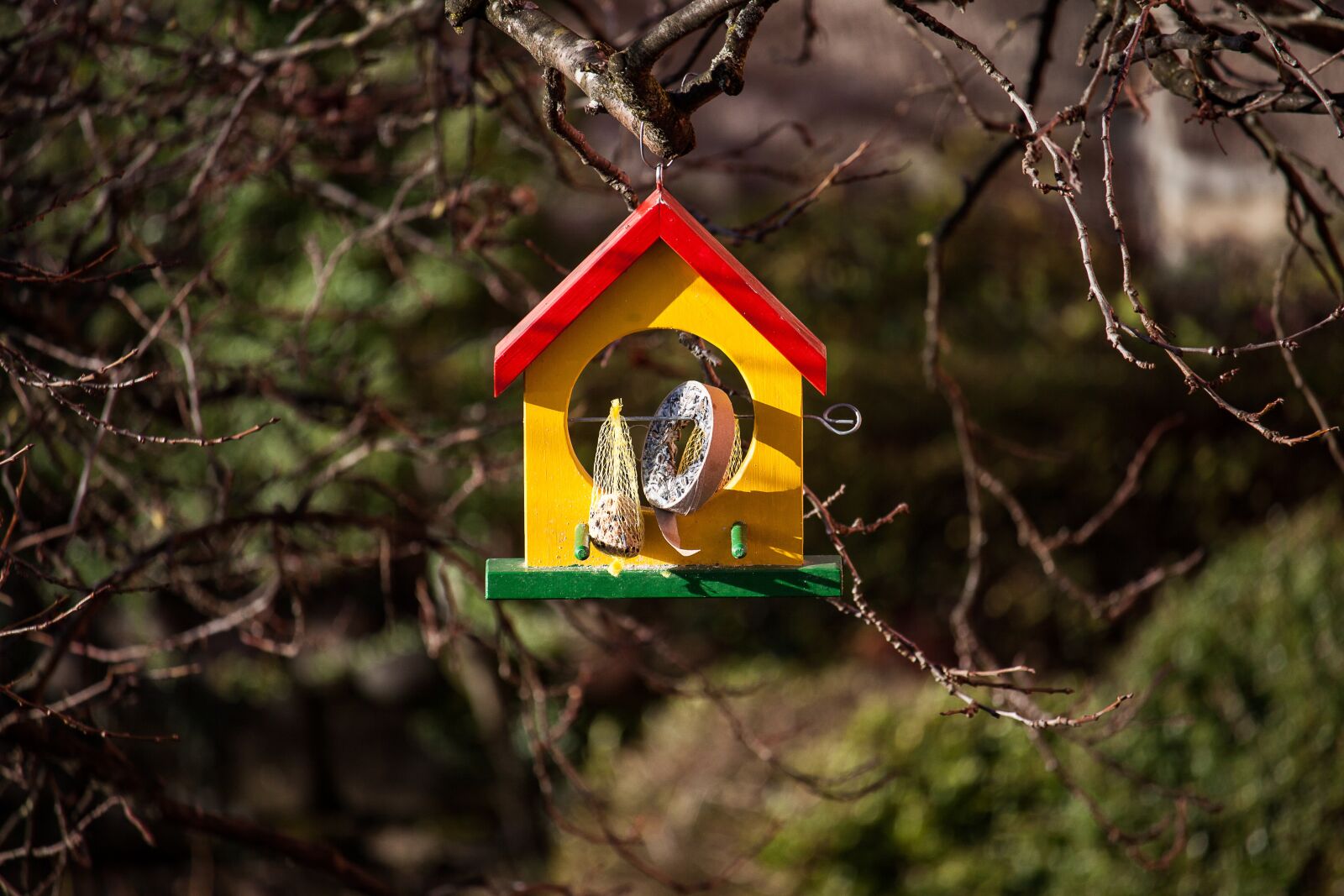 Canon EOS 50D sample photo. Aviary, feeding place, bird photography