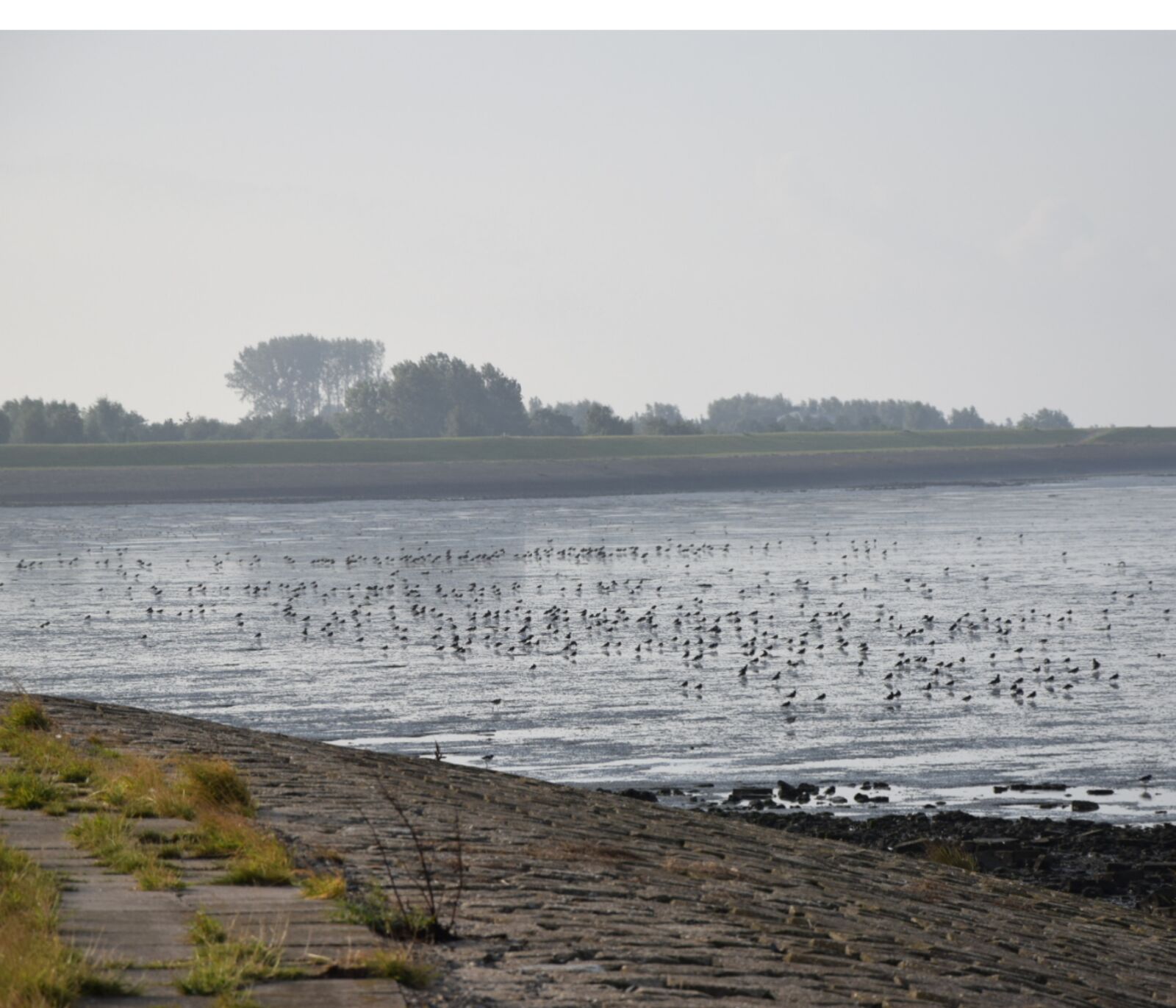 Nikon D5300 sample photo. Waterfowl, south holland, zeeland photography