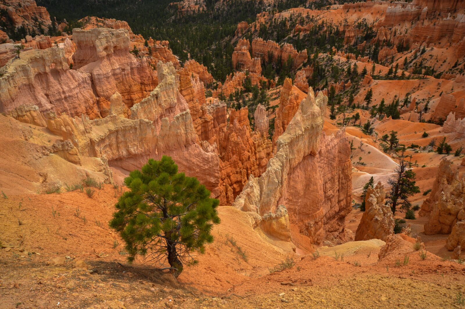 Nikon D3200 sample photo. Bryce canyon, usa, vacations photography