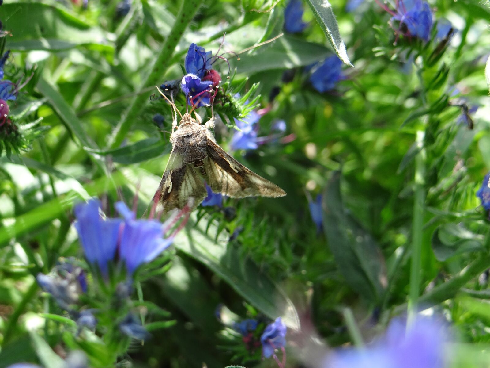 Sony DSC-HX200V sample photo. Flower, blue, discount flower photography