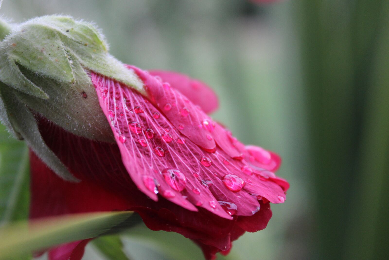 Canon EOS 600D (Rebel EOS T3i / EOS Kiss X5) sample photo. Plant, drop of water photography