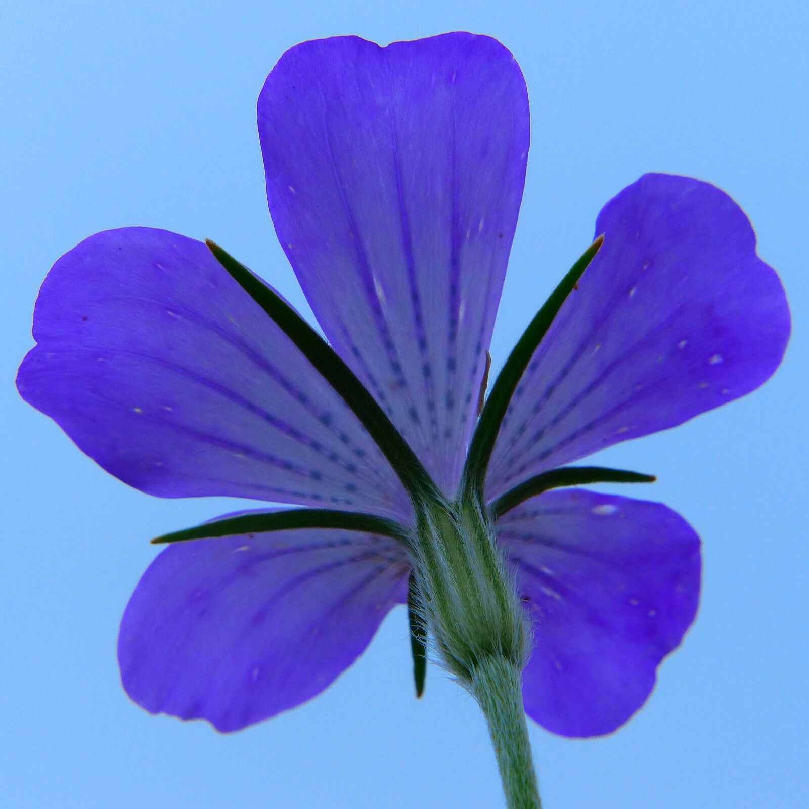 Panasonic Lumix DMC-FZ200 sample photo. Corn cockle, cornflower, pointed photography