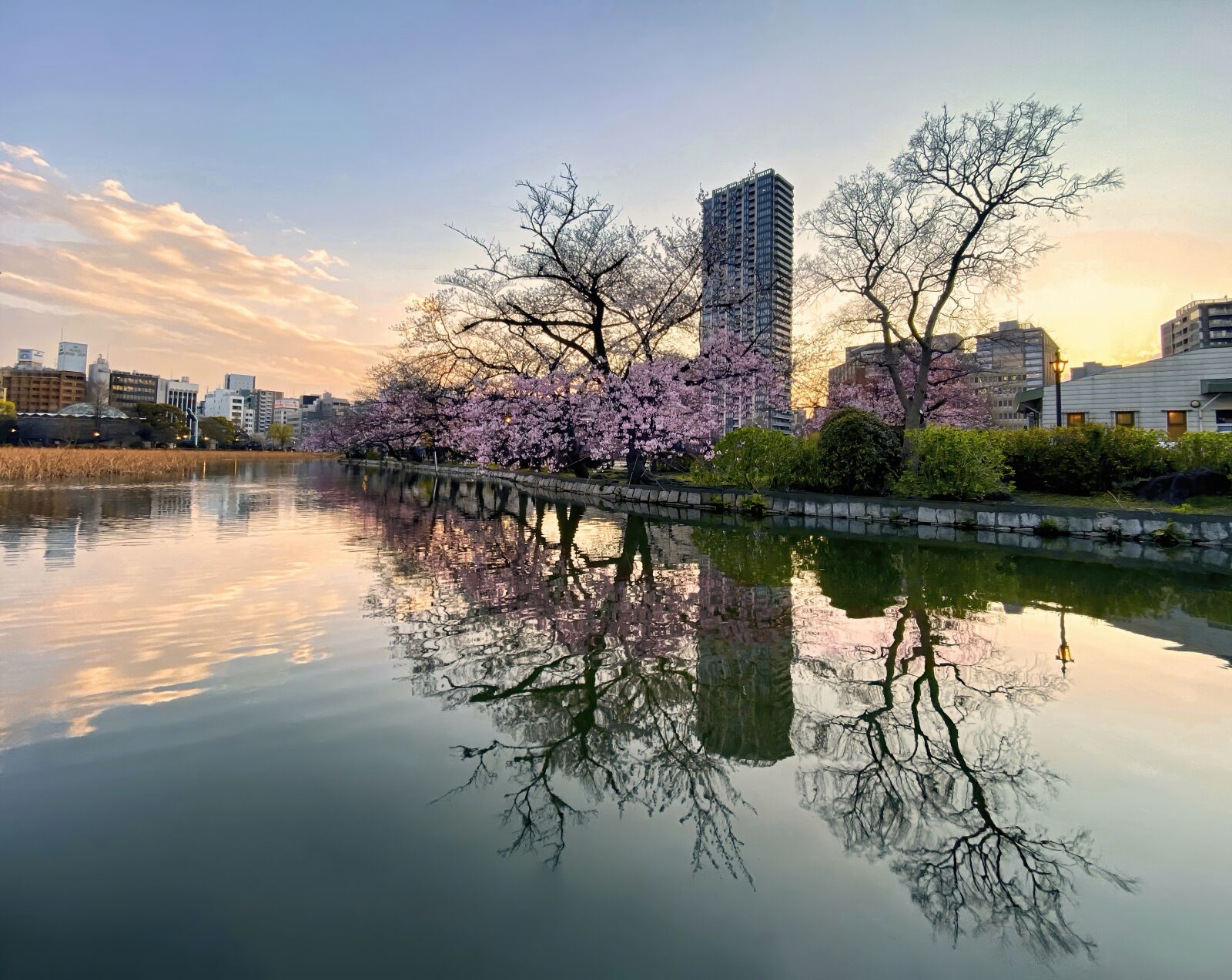 iPhone 11 Pro Max back triple camera 1.54mm f/2.4 sample photo. Blooming, cherry blossoms, dreamscape photography